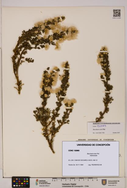 Baccharis tola [Espécimen: UDEC:CONC:0132983]