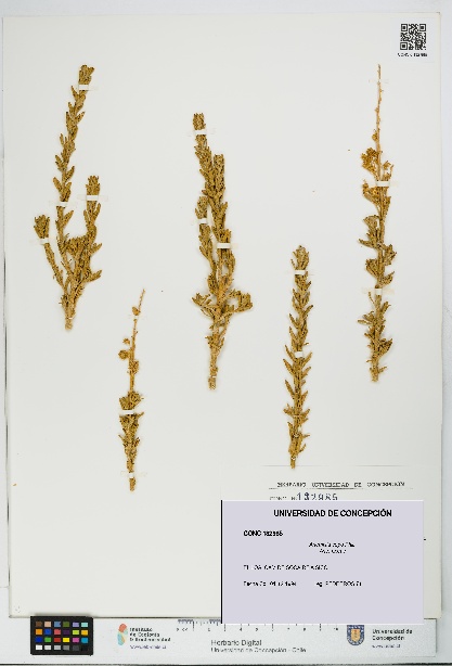 Artemisia copa [Espécimen: UDEC:CONC:0132985]