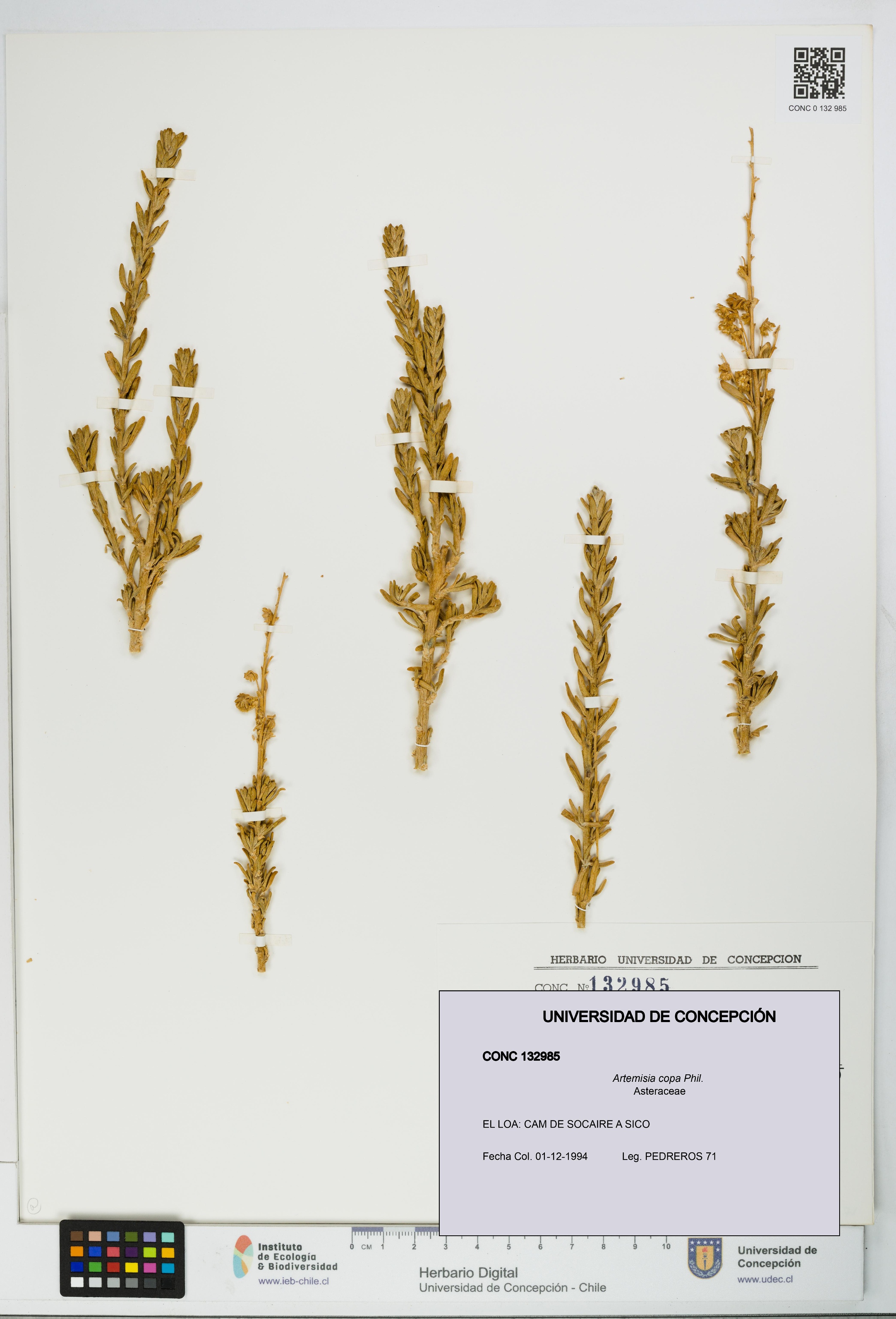 Artemisia copa [Espécimen: UDEC:CONC:0132985]