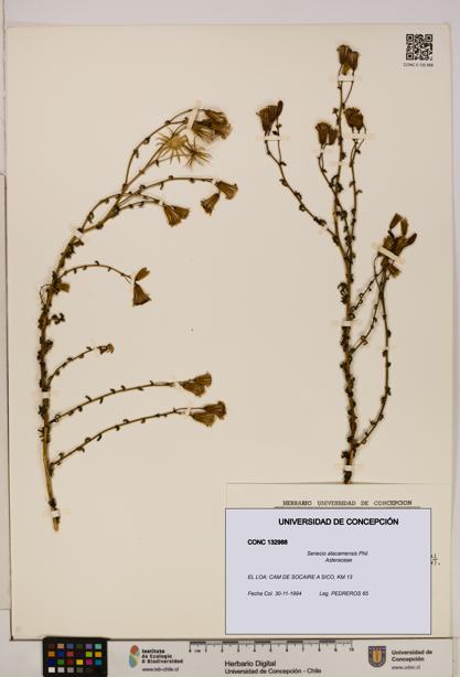Senecio atacamensis [Espécimen: UDEC:CONC:0132988]