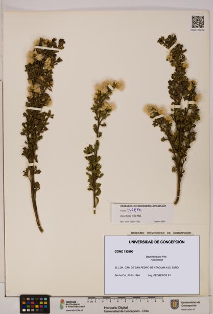Baccharis tola [Espécimen: UDEC:CONC:0132990]