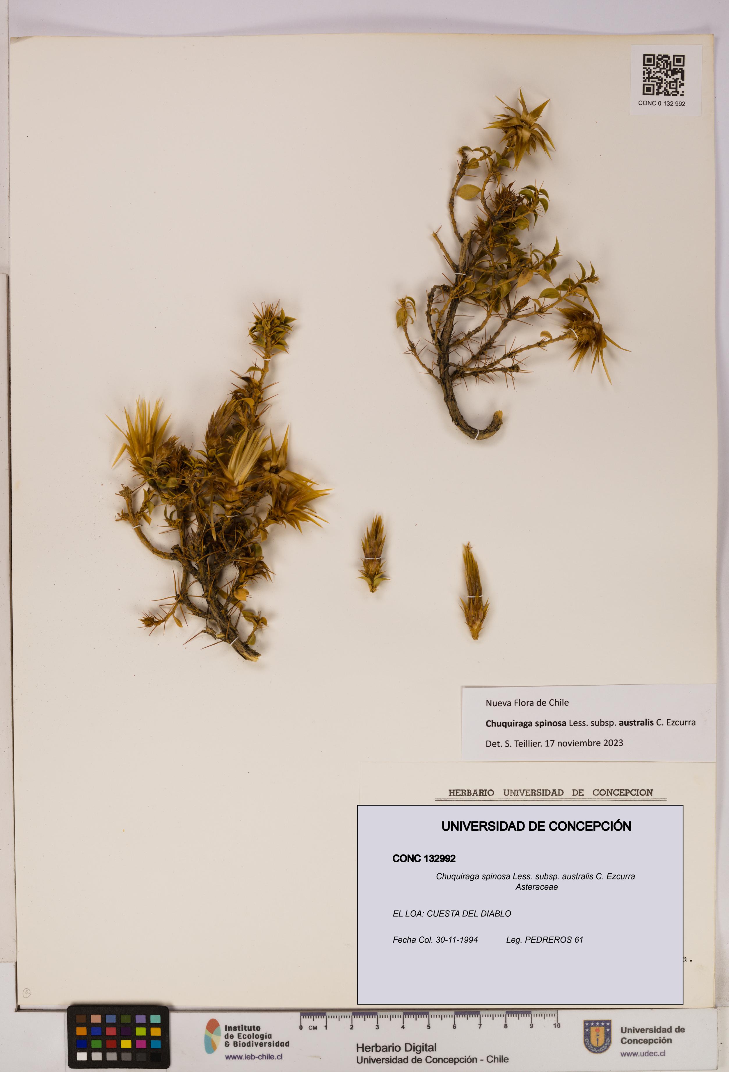 Chuquiraga spinosa subsp. australis [Espécimen: UDEC:CONC:0132992]