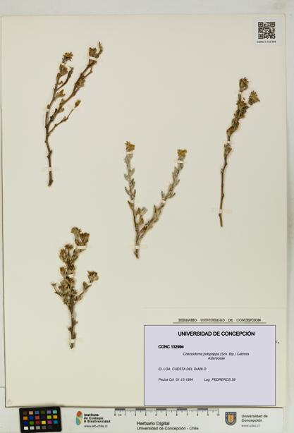 Chersodoma jodopappa [Espécimen: UDEC:CONC:0132994]