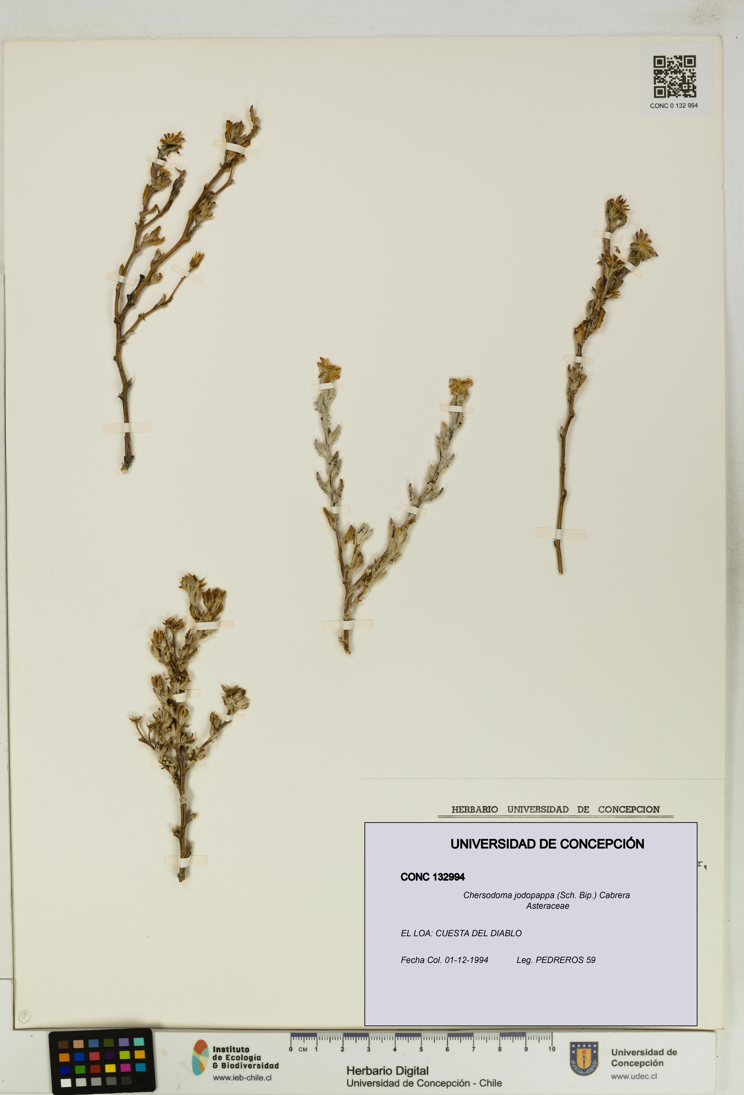 Chersodoma jodopappa [Espécimen: UDEC:CONC:0132994]