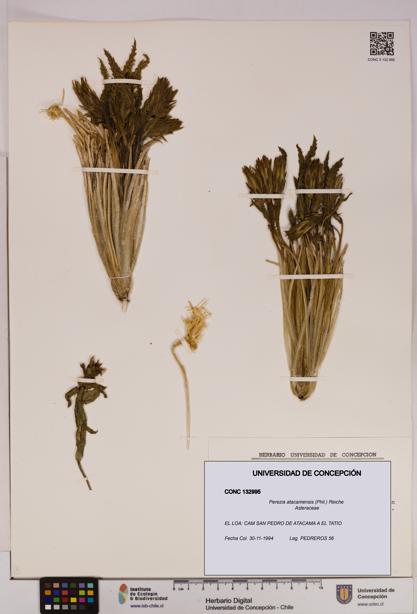 Perezia atacamensis [Espécimen: UDEC:CONC:0132995]