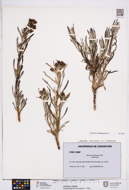 Senecio volckmannii [Espécimen: ]