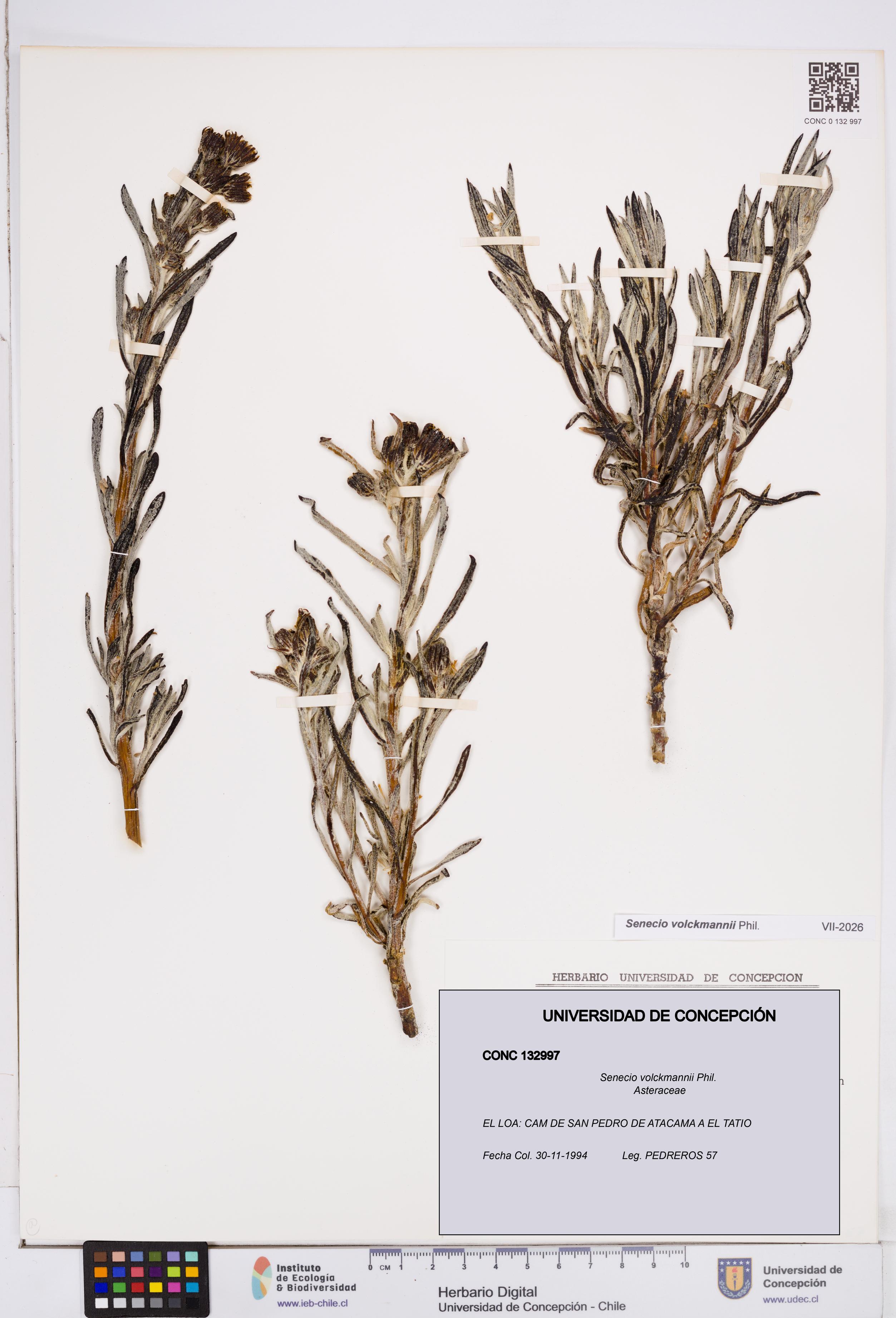Senecio volckmannii [Espécimen: ]