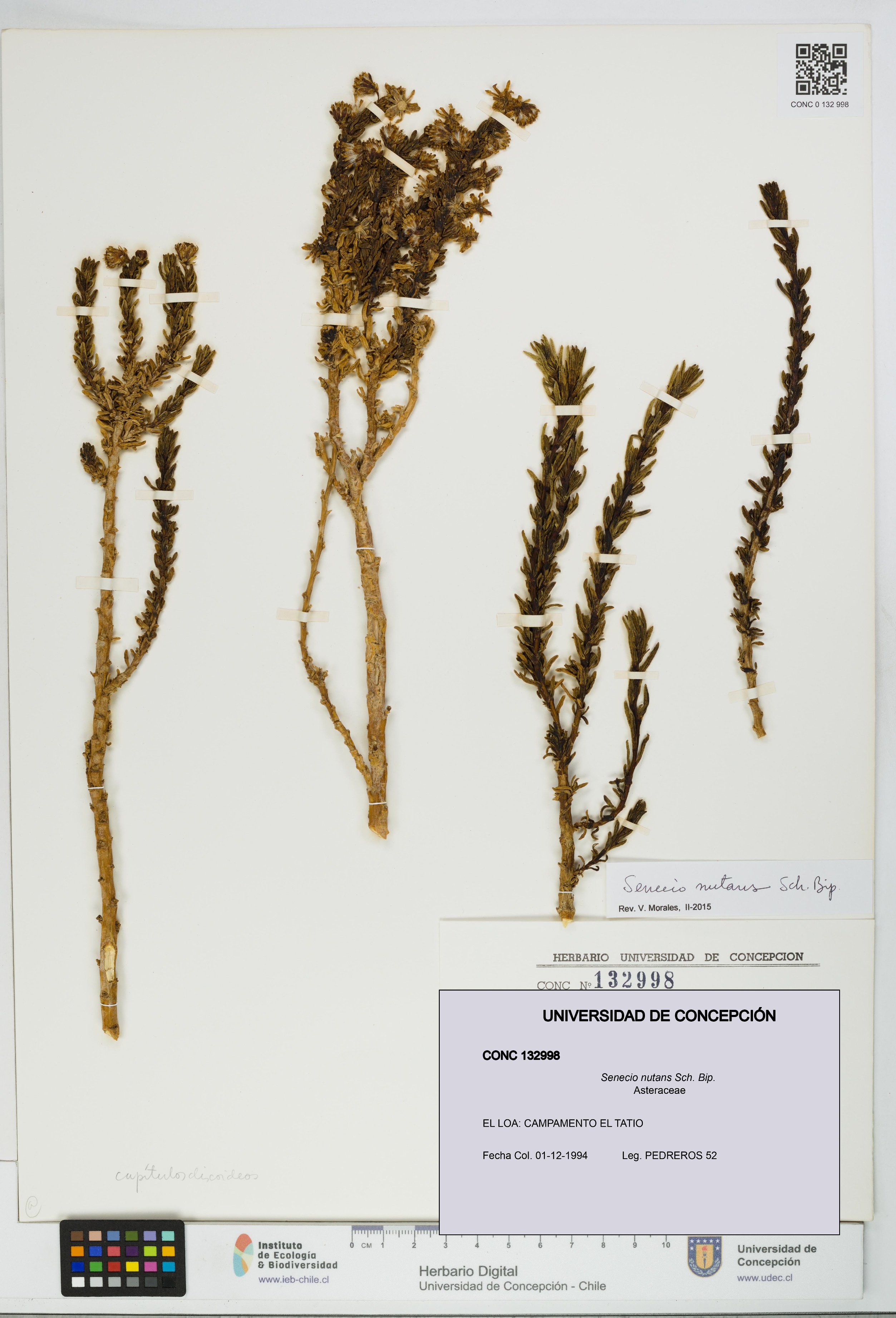 Senecio nutans [Espécimen: UDEC:CONC:0132998]