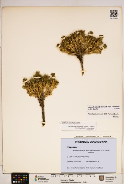Azorella trisecta [Espécimen: ]
