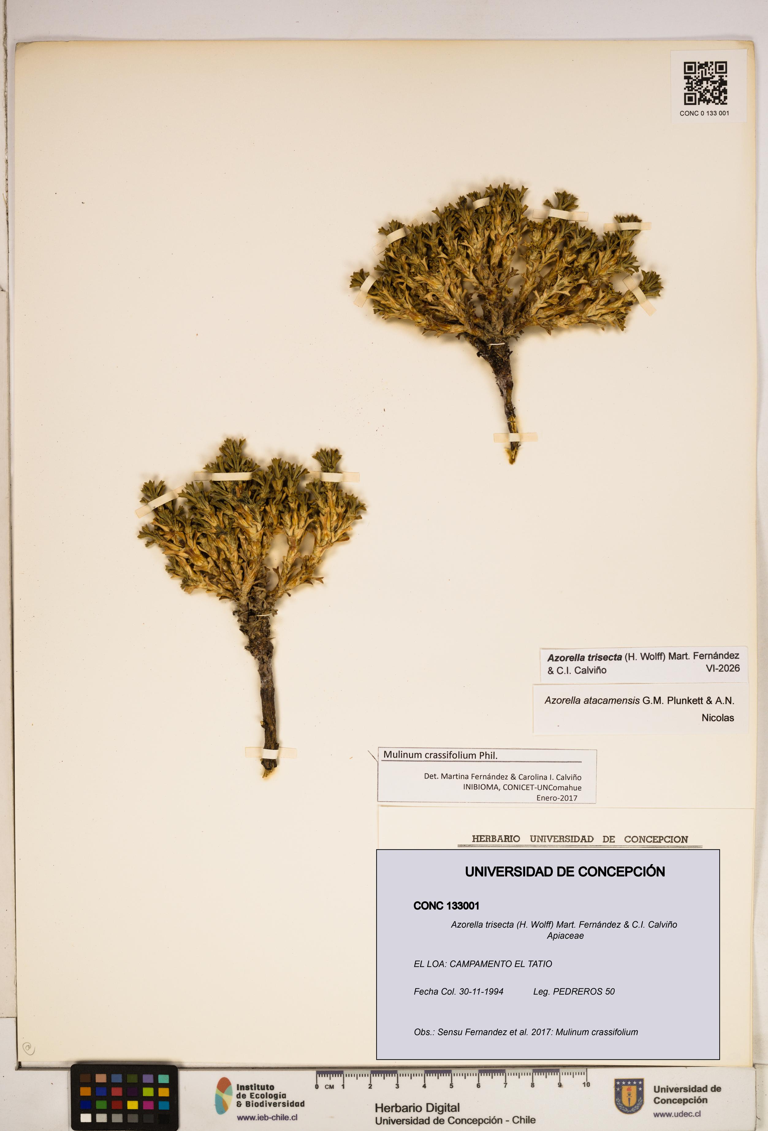 Azorella trisecta [Espécimen: ]