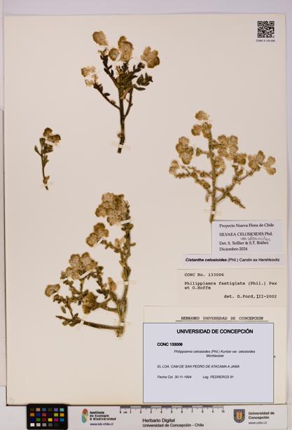 Philippiamra celosioides [Espécimen: ]