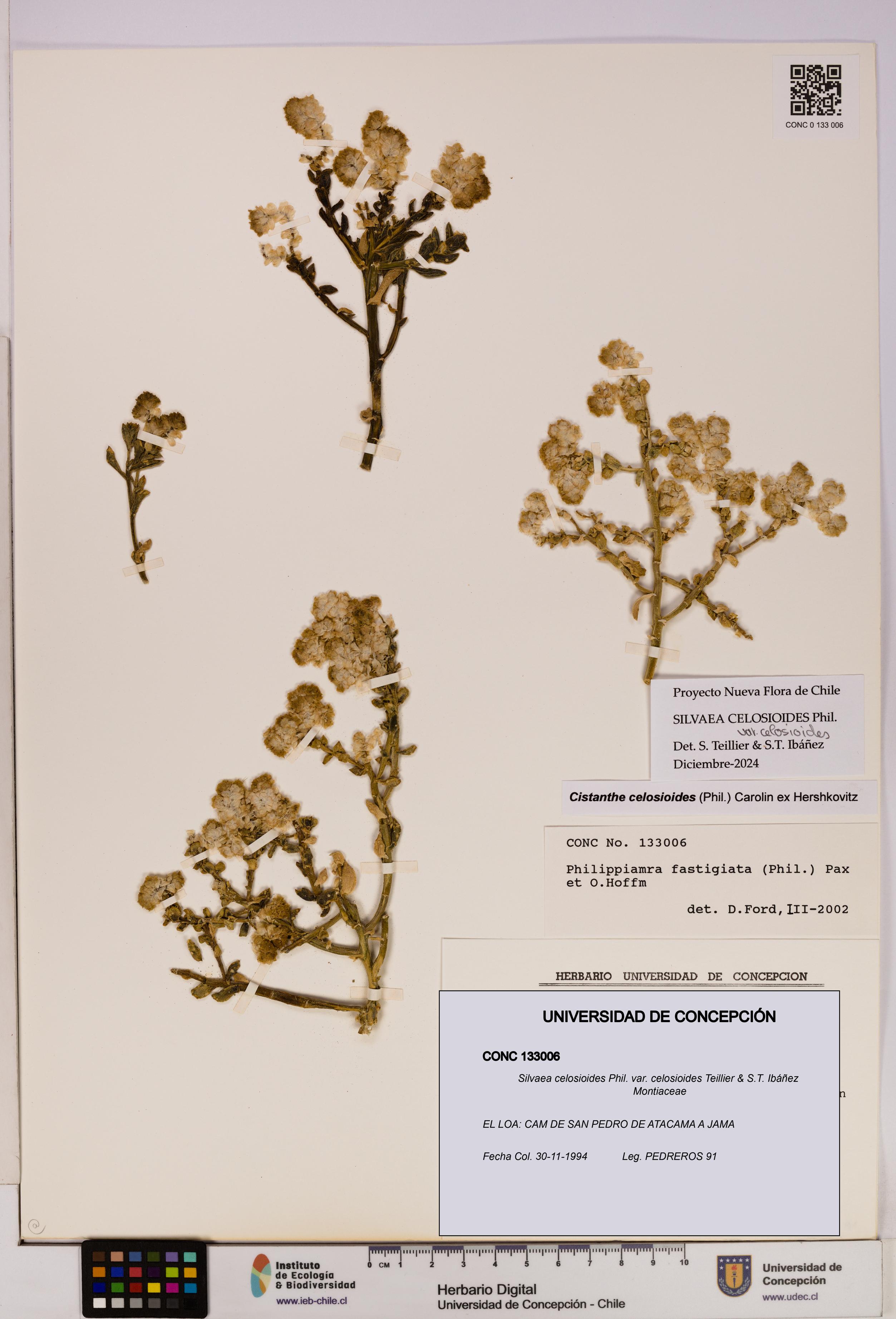 Silvaea celosioides var. celosioides [Espécimen: UDEC:CONC:0133006]