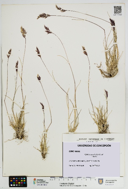 Rytidosperma lechleri [Espécimen: UDEC:CONC:0133382]