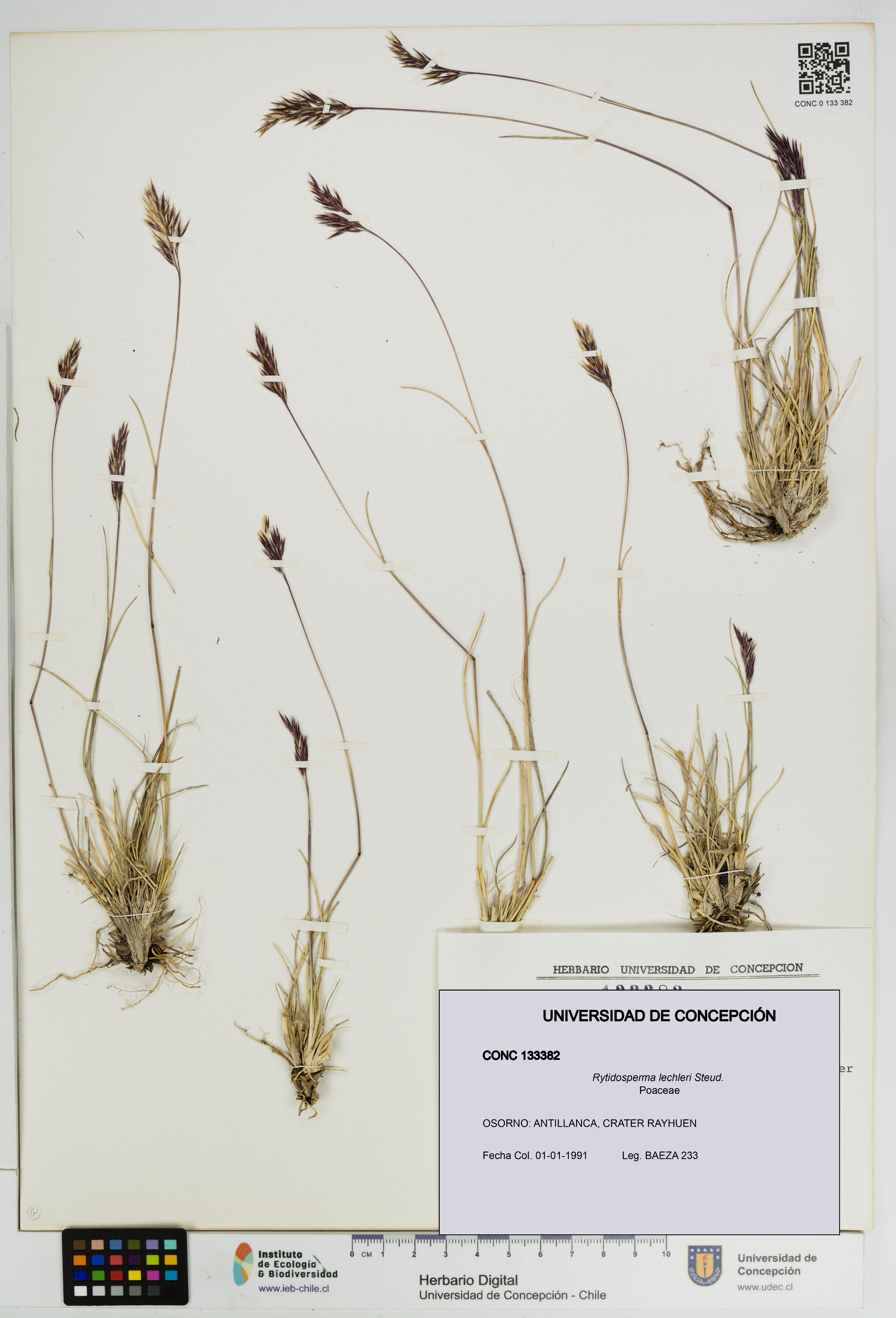 Rytidosperma lechleri [Espécimen: UDEC:CONC:0133382]