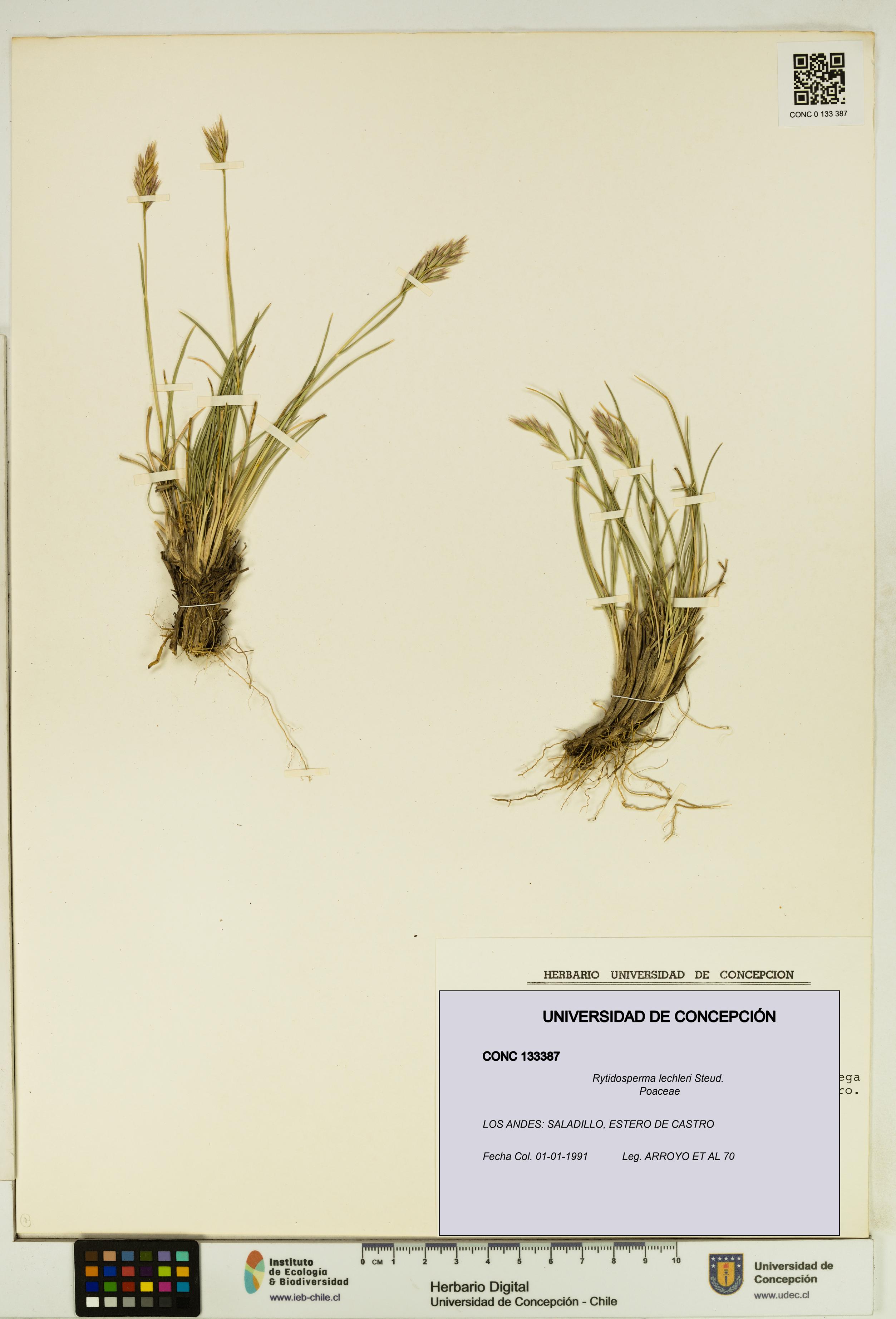 Rytidosperma lechleri [Espécimen: UDEC:CONC:0133387]
