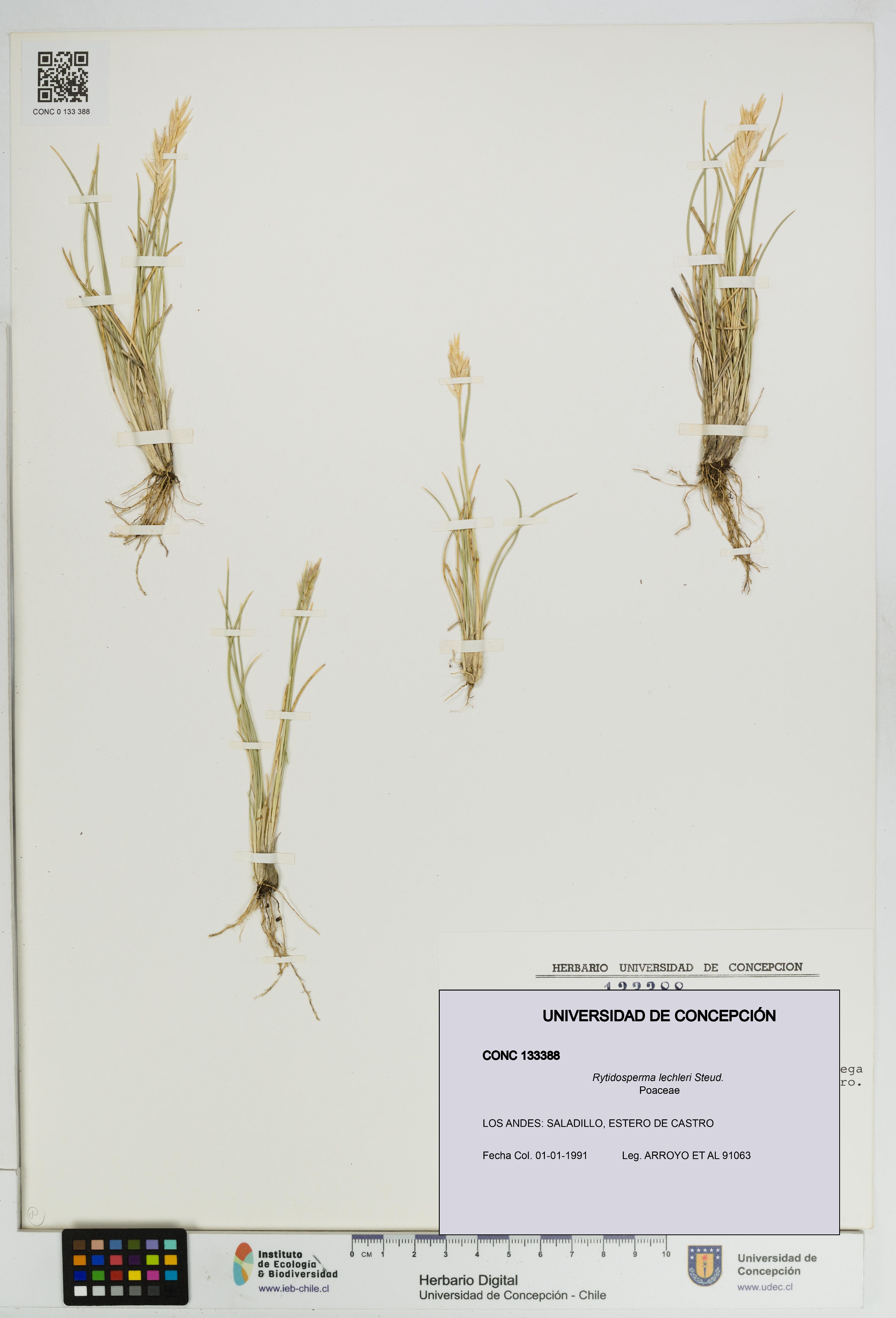 Rytidosperma lechleri [Espécimen: UDEC:CONC:0133388]