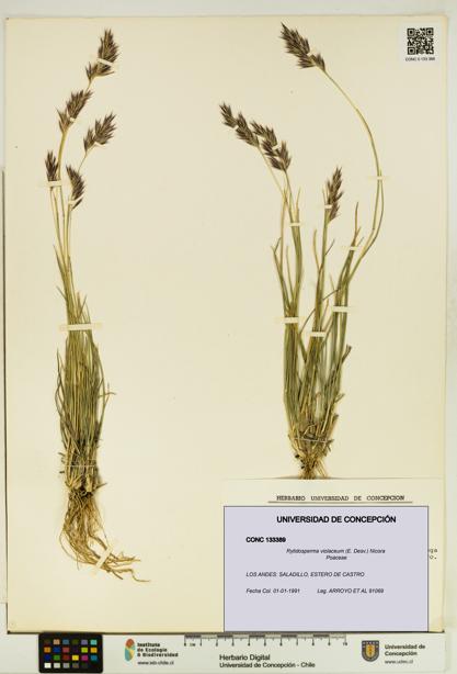Rytidosperma violaceum [Espécimen: UDEC:CONC:0133389]