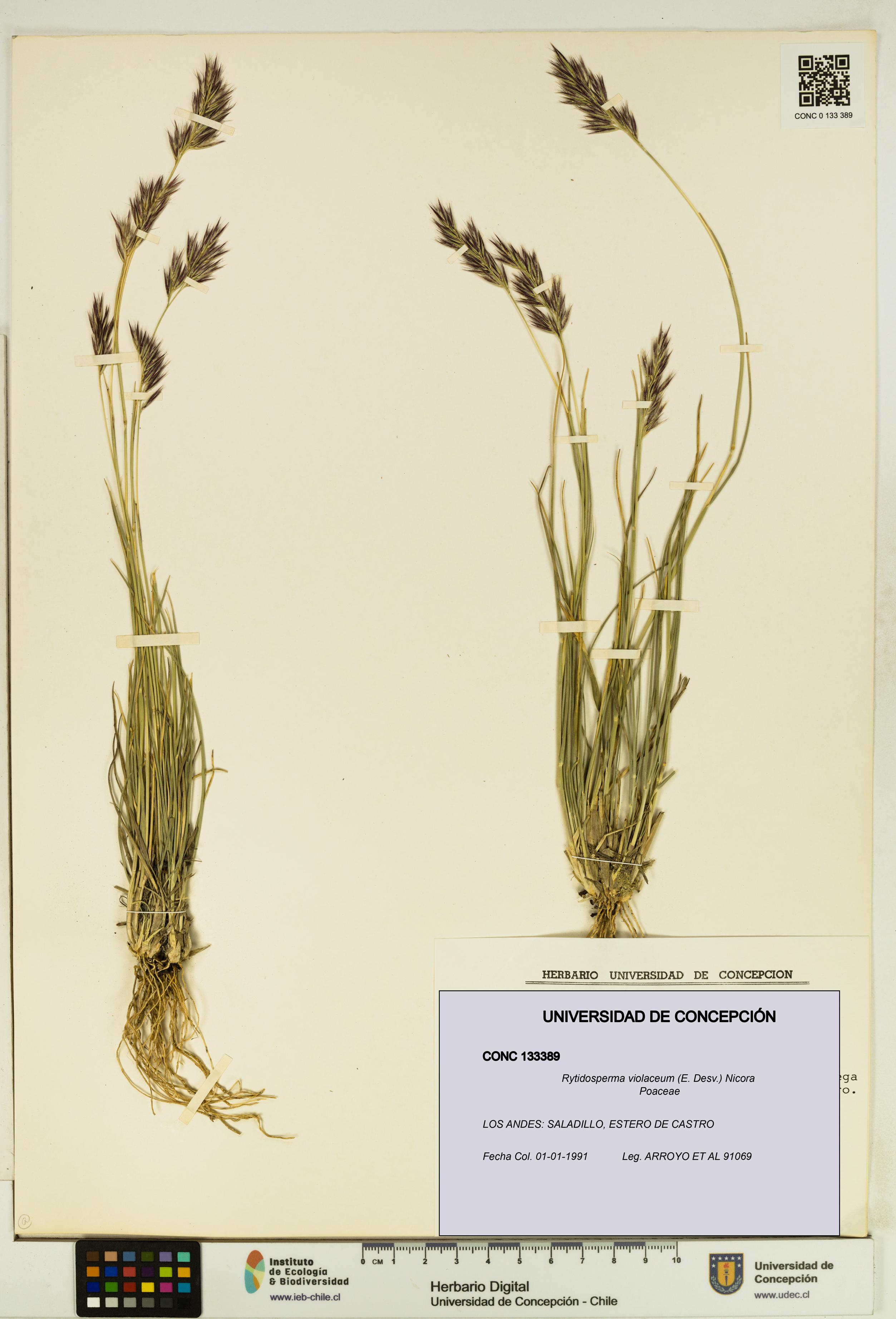 Rytidosperma violaceum [Espécimen: UDEC:CONC:0133389]