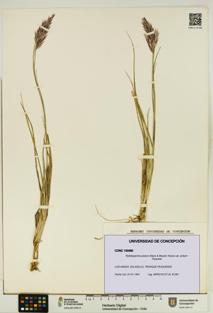 Rytidosperma pictum var. pictum [Espécimen: UDEC:CONC:0133390]