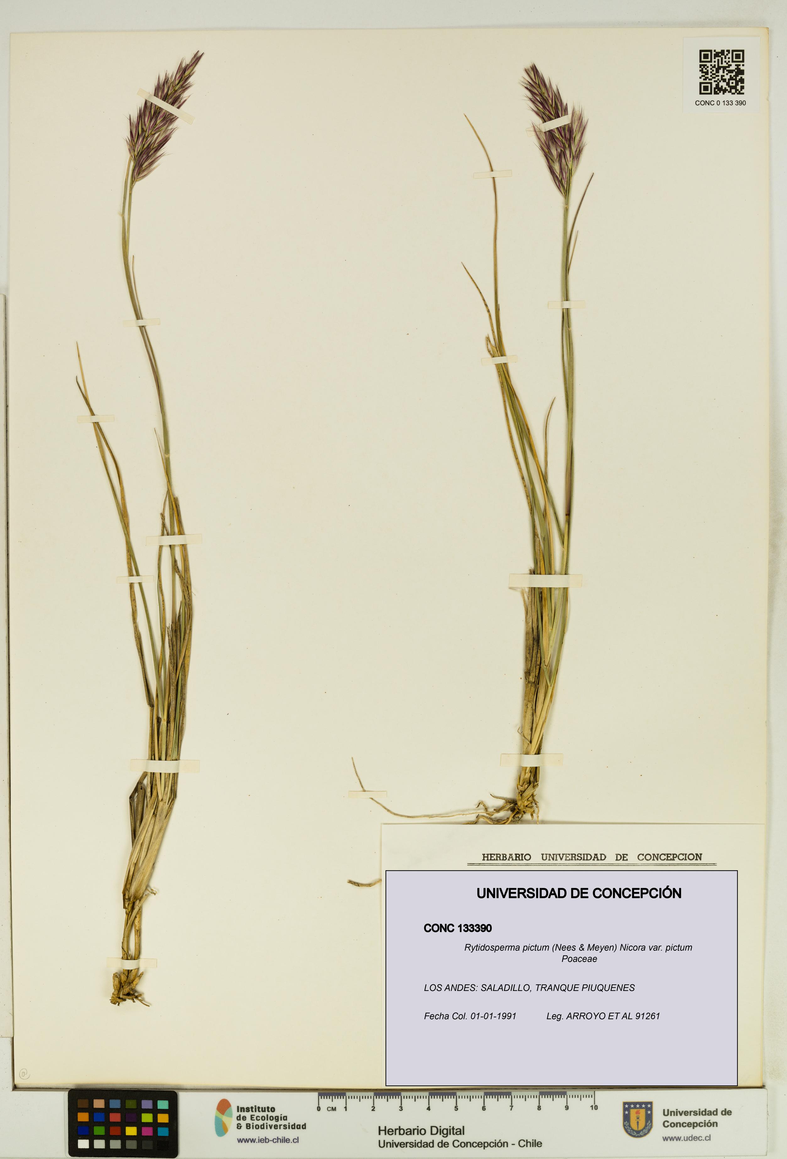 Rytidosperma pictum var. pictum [Espécimen: UDEC:CONC:0133390]