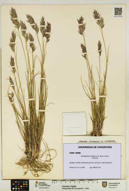 Rytidosperma violaceum [Espécimen: UDEC:CONC:0133393]