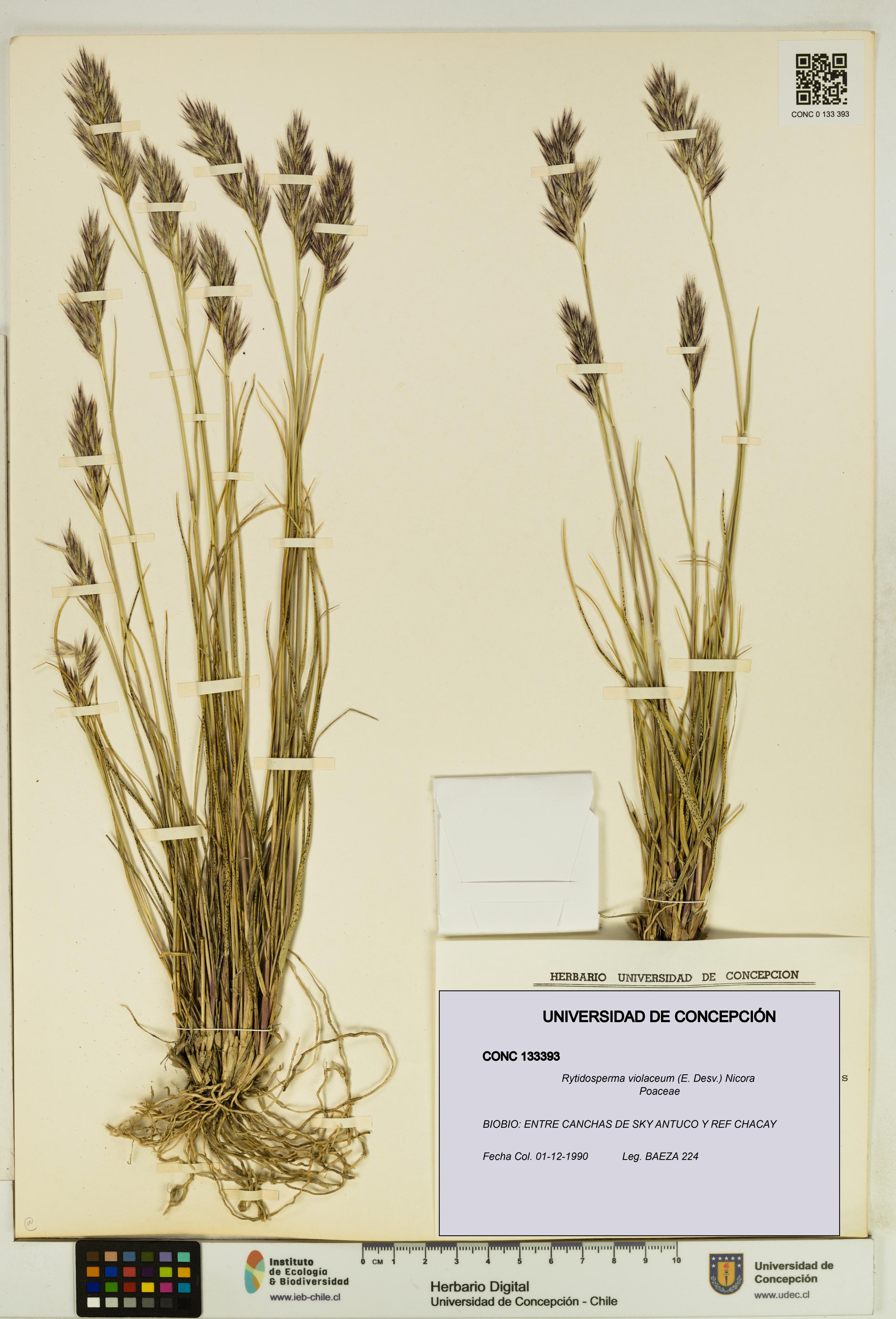 Rytidosperma violaceum [Espécimen: UDEC:CONC:0133393]