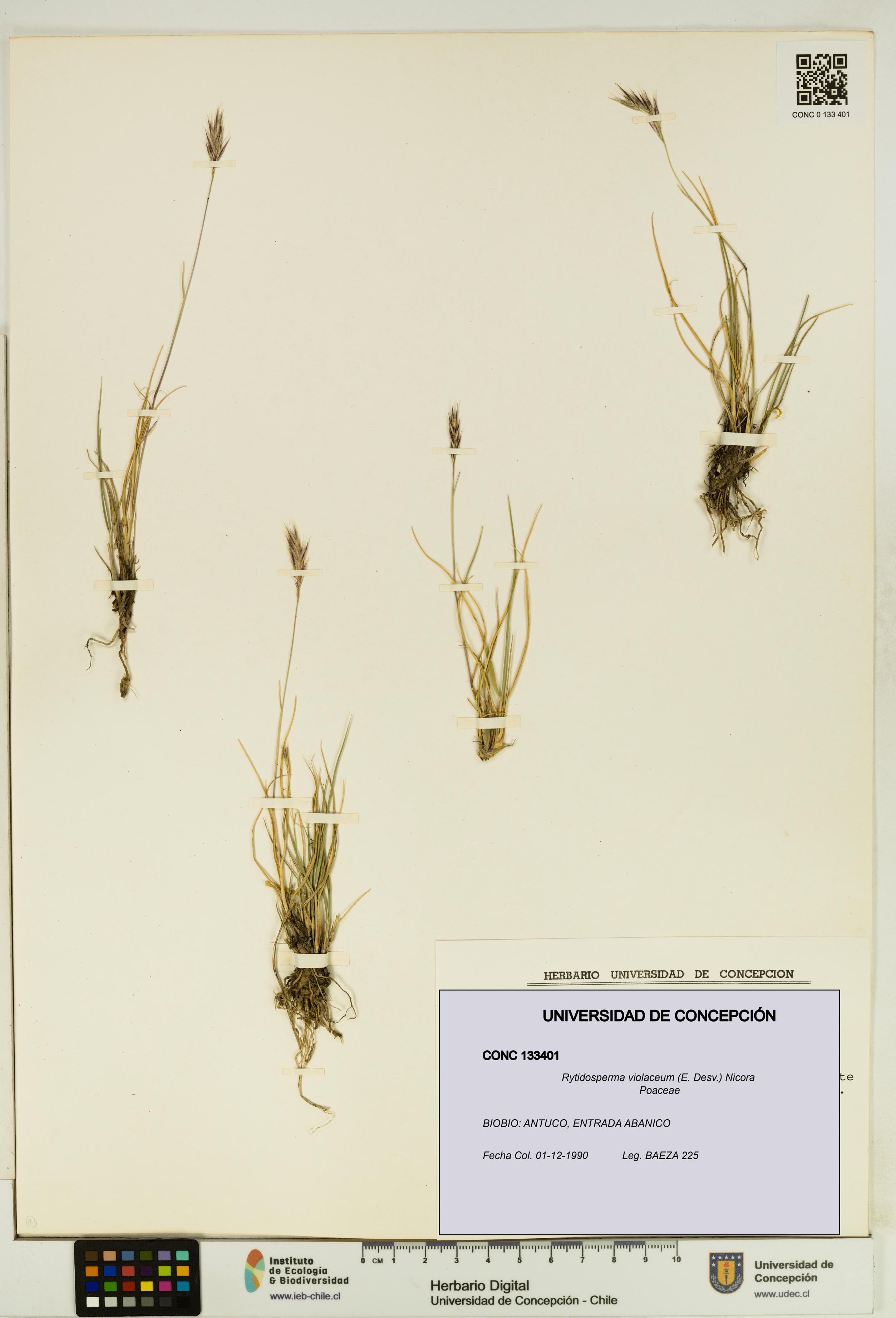 Rytidosperma violaceum [Espécimen: UDEC:CONC:0133401]