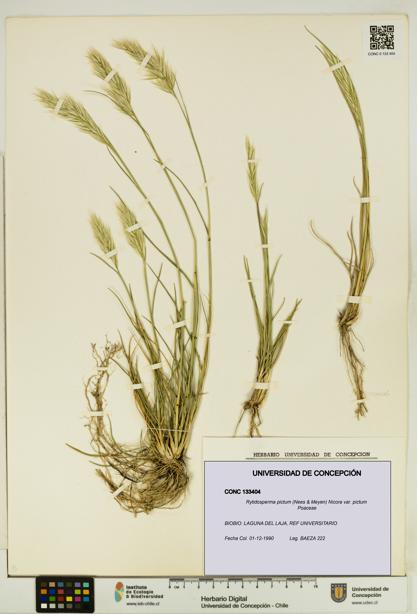 Rytidosperma pictum var. pictum [Espécimen: UDEC:CONC:0133404]