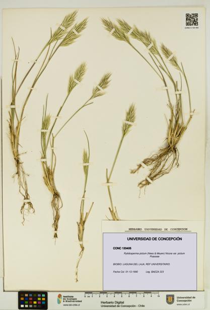 Rytidosperma pictum var. pictum [Espécimen: UDEC:CONC:0133405]