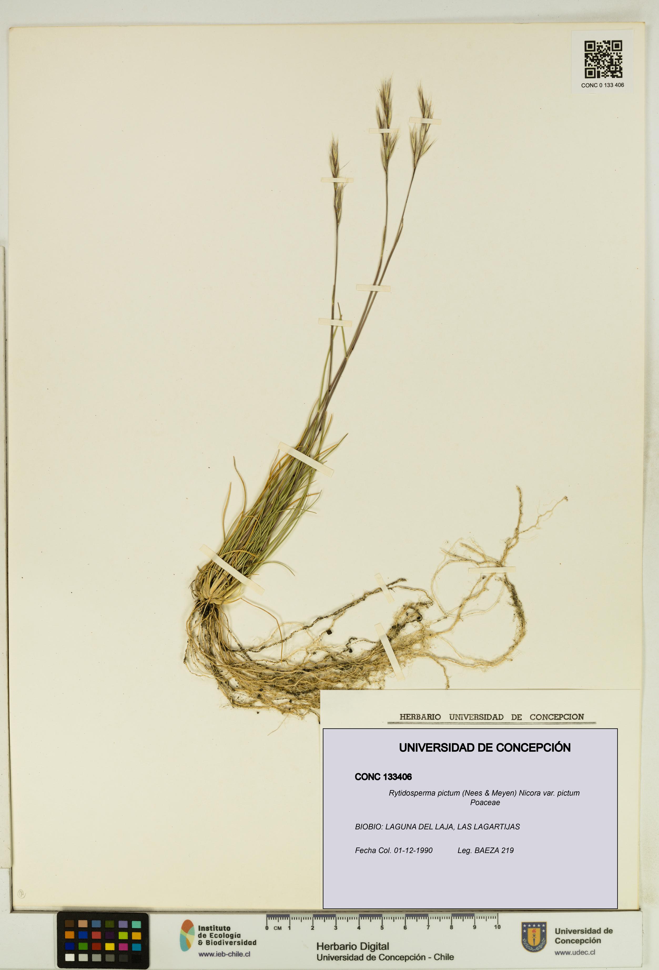Rytidosperma pictum var. pictum [Espécimen: UDEC:CONC:0133406]