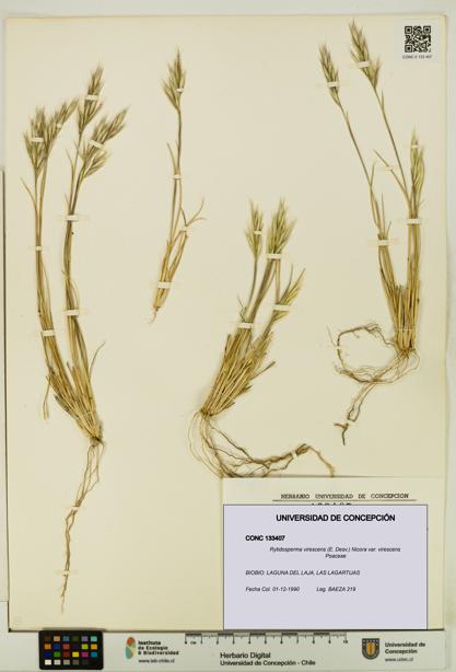 Rytidosperma virescens var. virescens [Espécimen: UDEC:CONC:0133407]