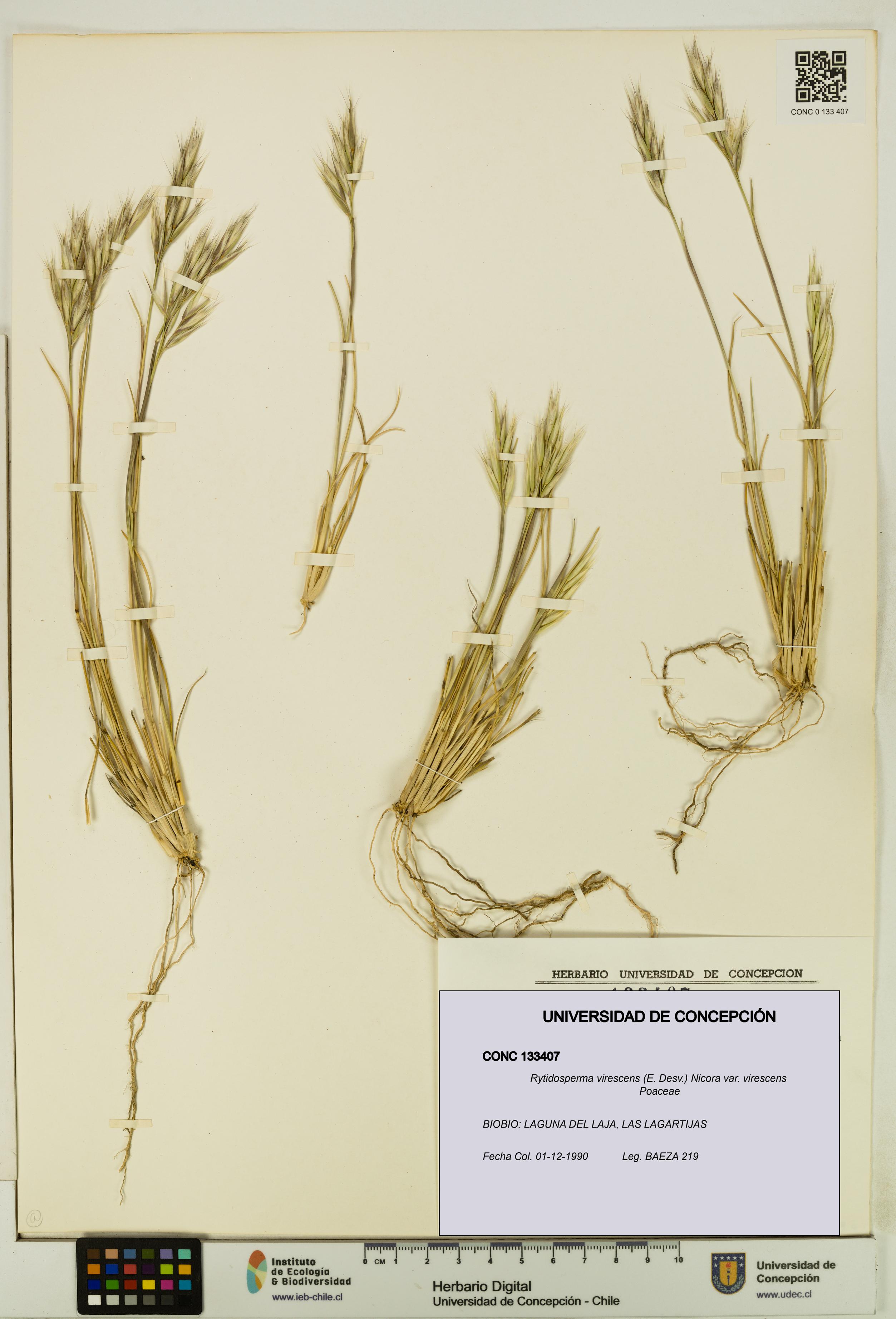 Rytidosperma virescens var. virescens [Espécimen: UDEC:CONC:0133407]