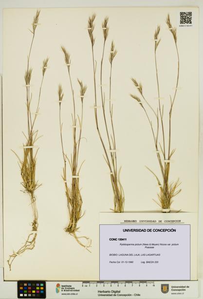 Rytidosperma pictum var. pictum [Espécimen: UDEC:CONC:0133411]