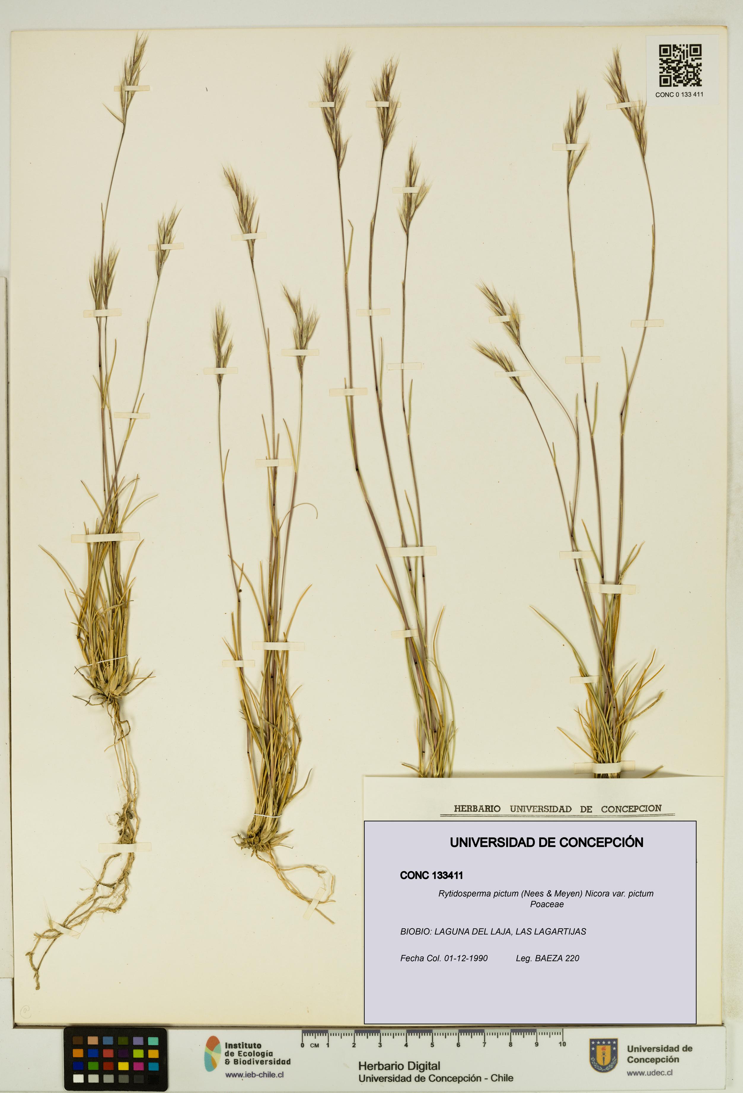 Rytidosperma pictum var. pictum [Espécimen: UDEC:CONC:0133411]