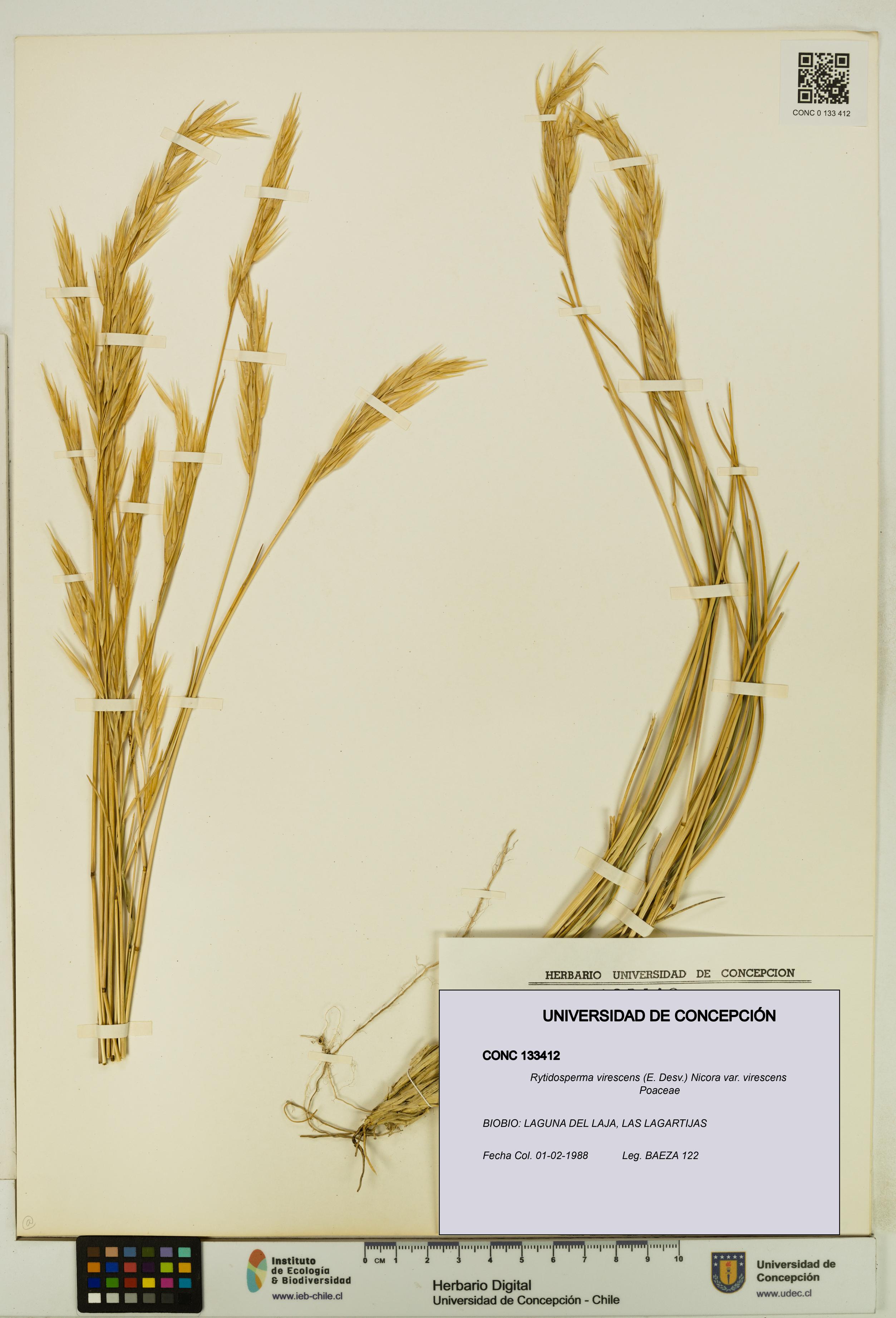 Rytidosperma virescens var. virescens [Espécimen: UDEC:CONC:0133412]