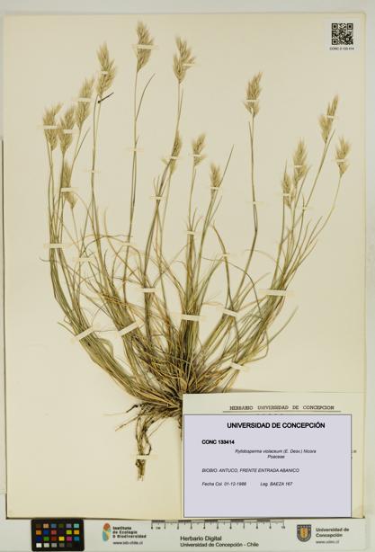 Rytidosperma violaceum [Espécimen: UDEC:CONC:0133414]