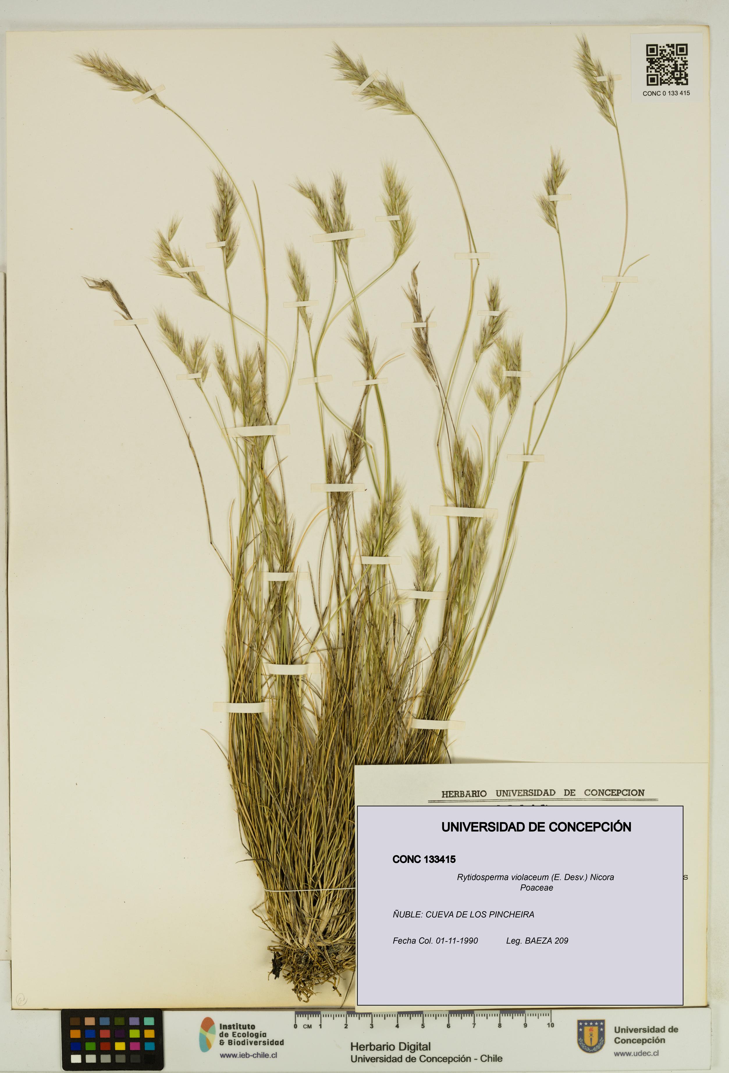 Rytidosperma violaceum [Espécimen: UDEC:CONC:0133415]