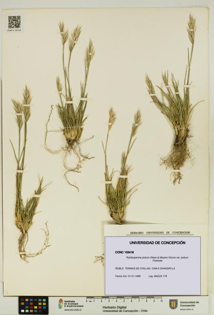 Rytidosperma pictum var. pictum [Espécimen: UDEC:CONC:0133418]