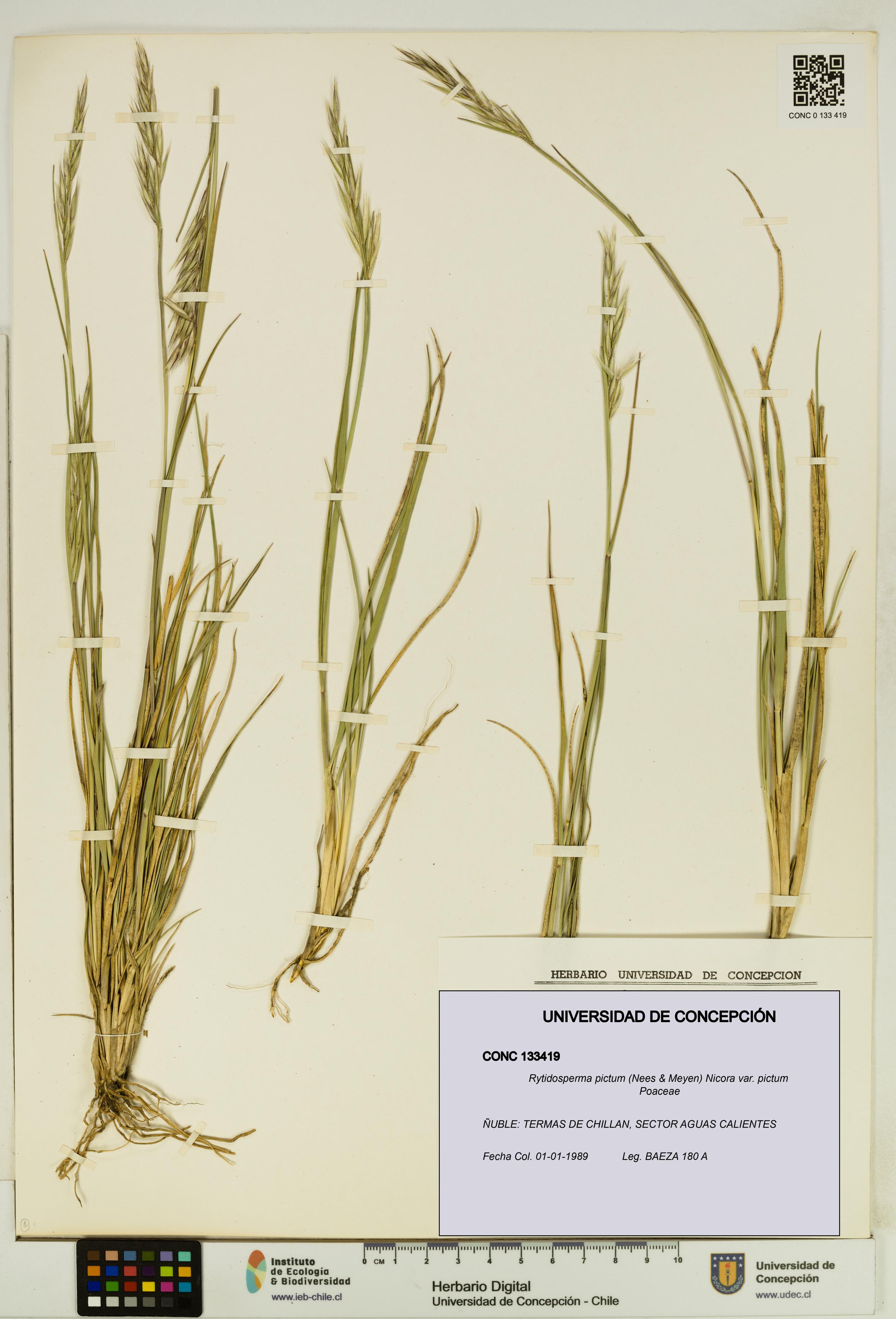 Rytidosperma pictum var. pictum [Espécimen: UDEC:CONC:0133419]