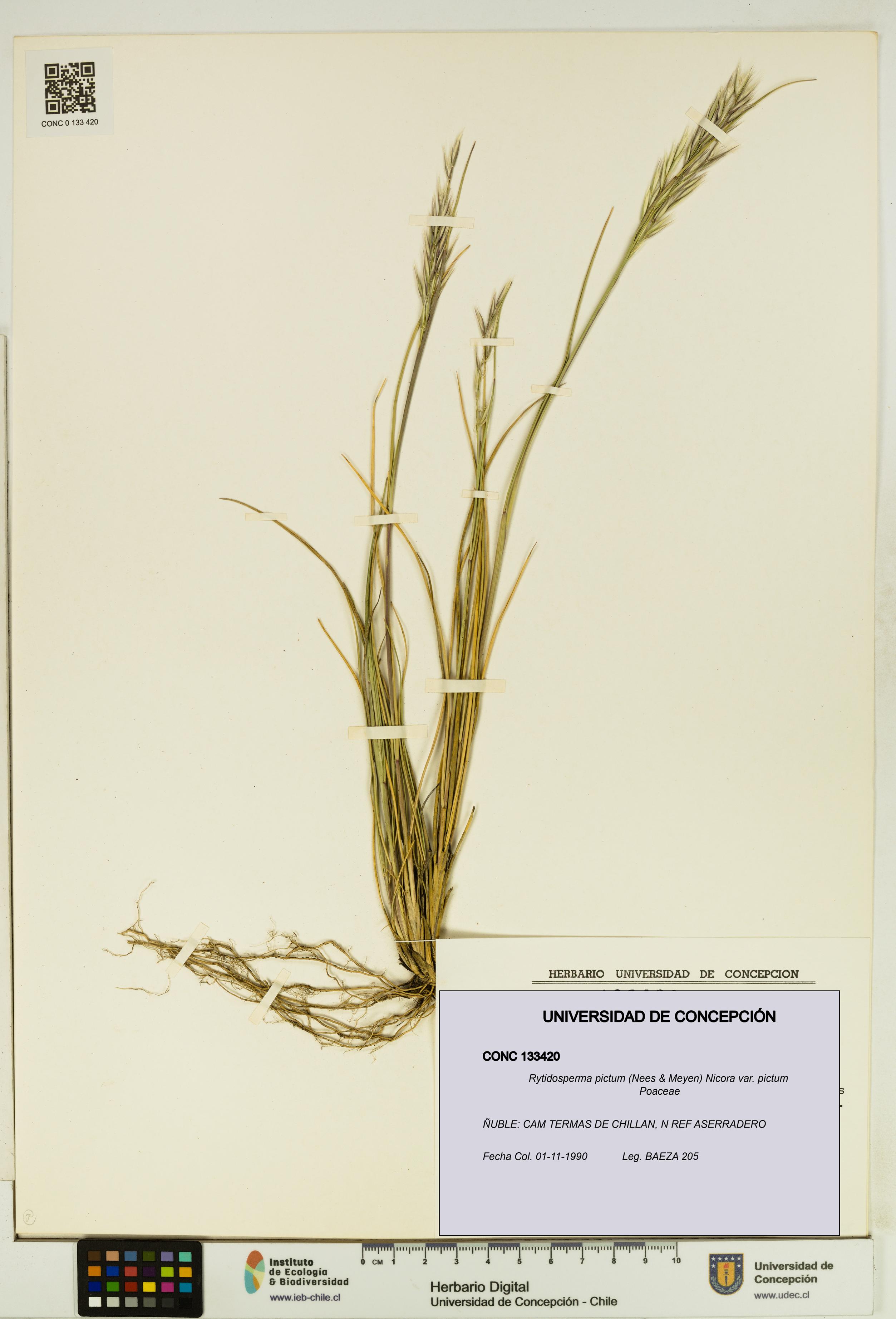 Rytidosperma pictum var. pictum [Espécimen: UDEC:CONC:0133420]