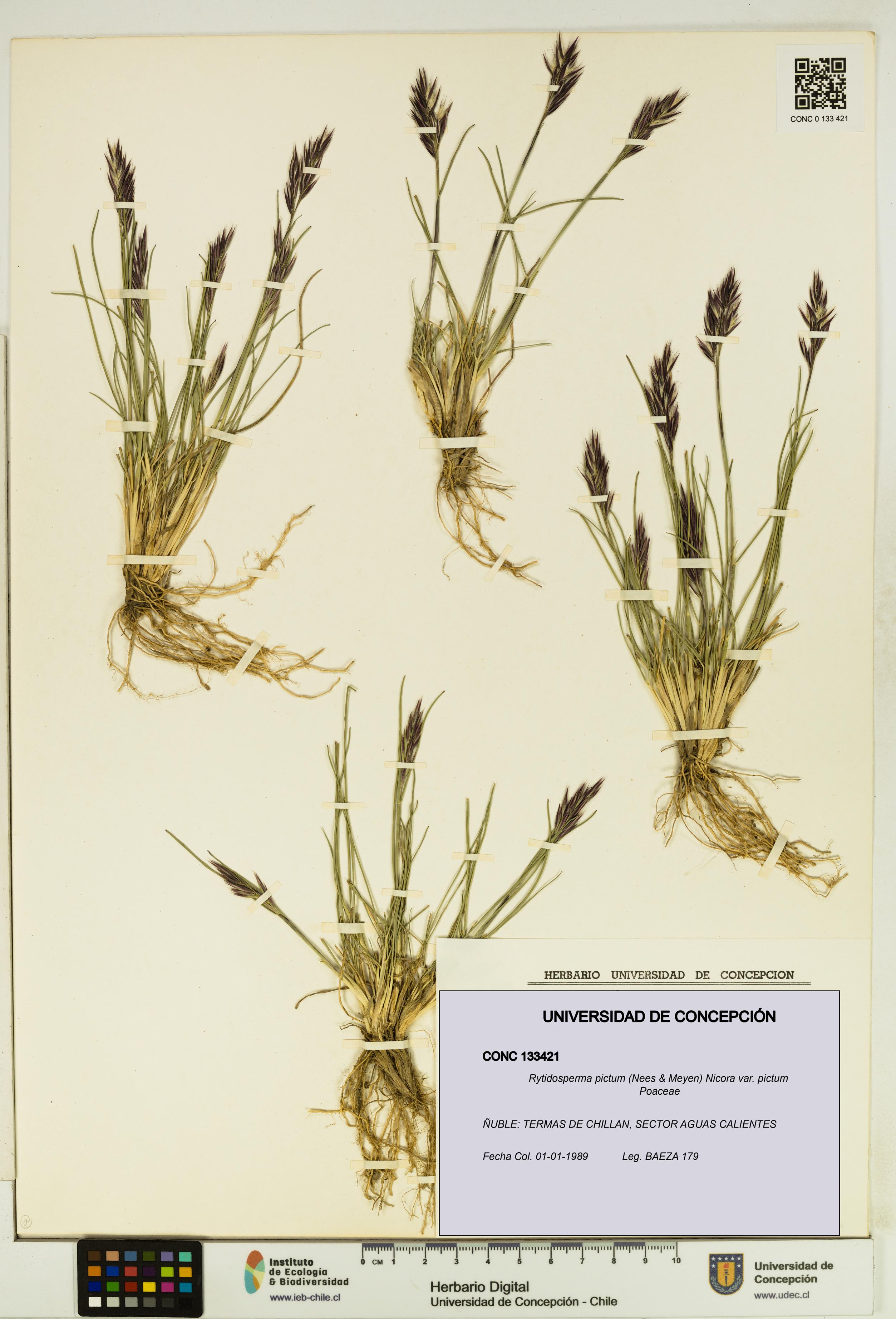 Rytidosperma pictum var. pictum [Espécimen: UDEC:CONC:0133421]