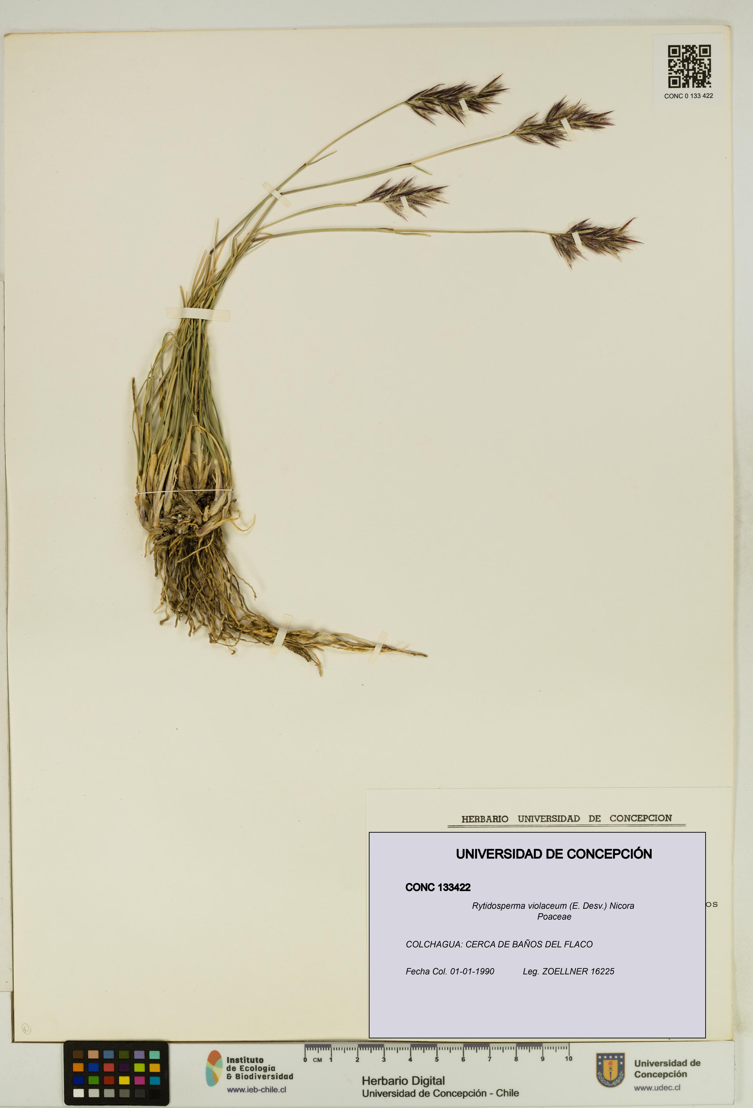 Rytidosperma violaceum [Espécimen: UDEC:CONC:0133422]