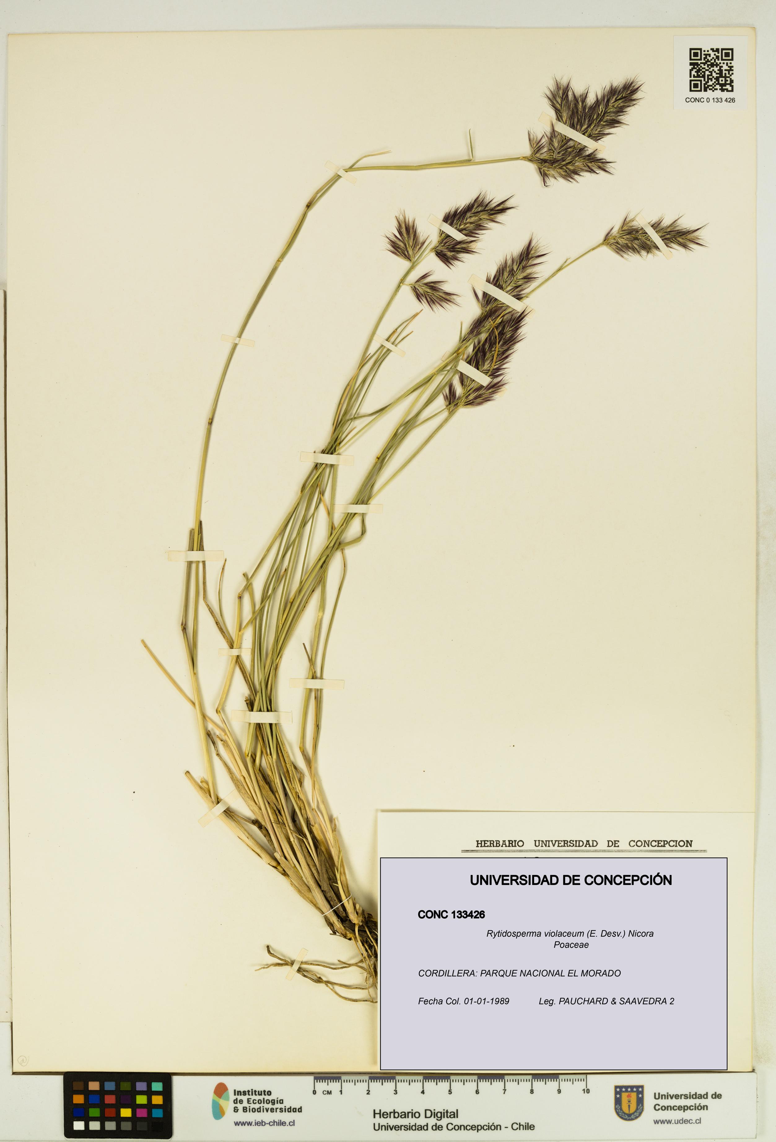 Rytidosperma violaceum [Espécimen: UDEC:CONC:0133426]