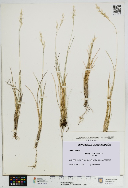 Rytidosperma lechleri [Espécimen: UDEC:CONC:0133427]
