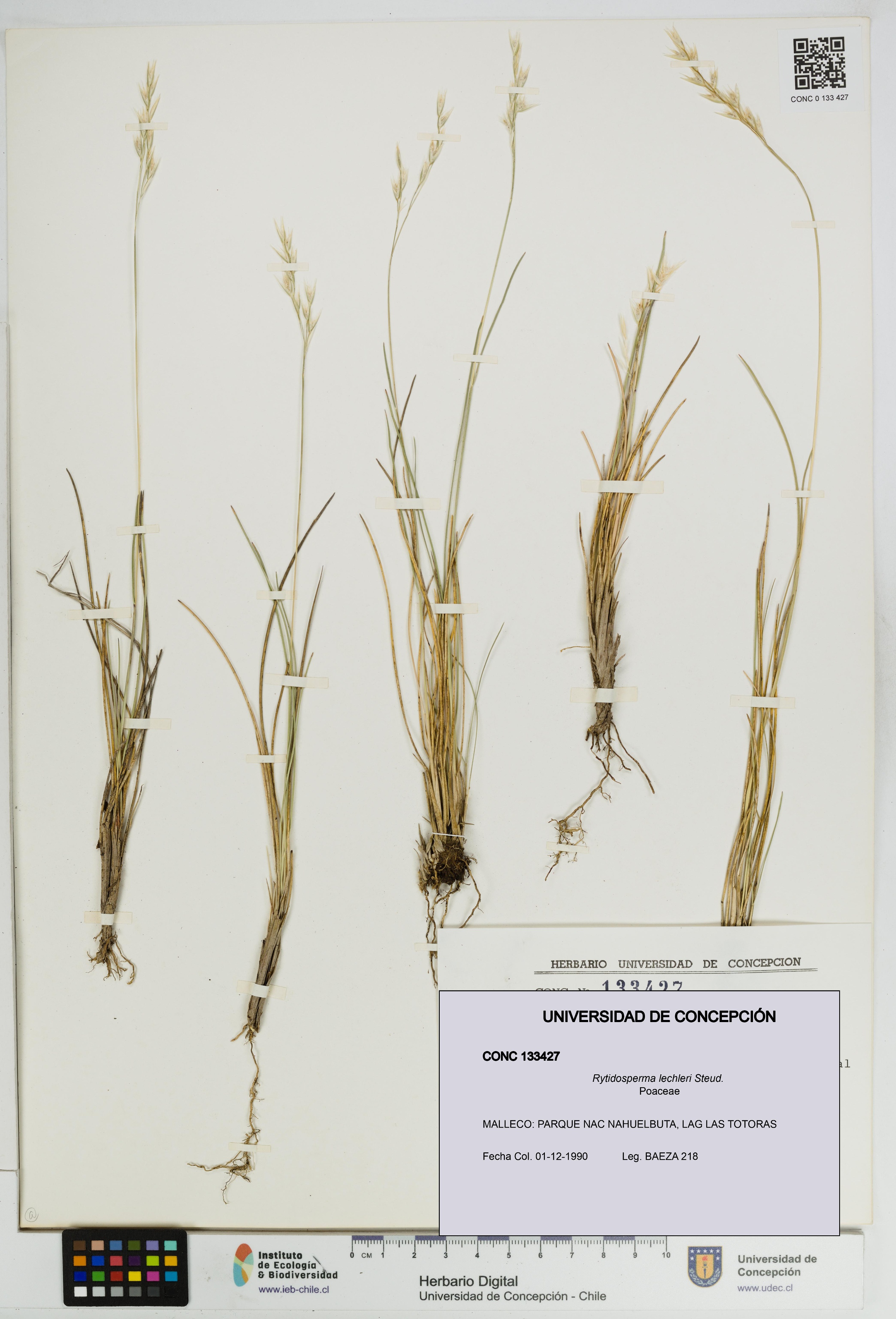 Rytidosperma lechleri [Espécimen: UDEC:CONC:0133427]
