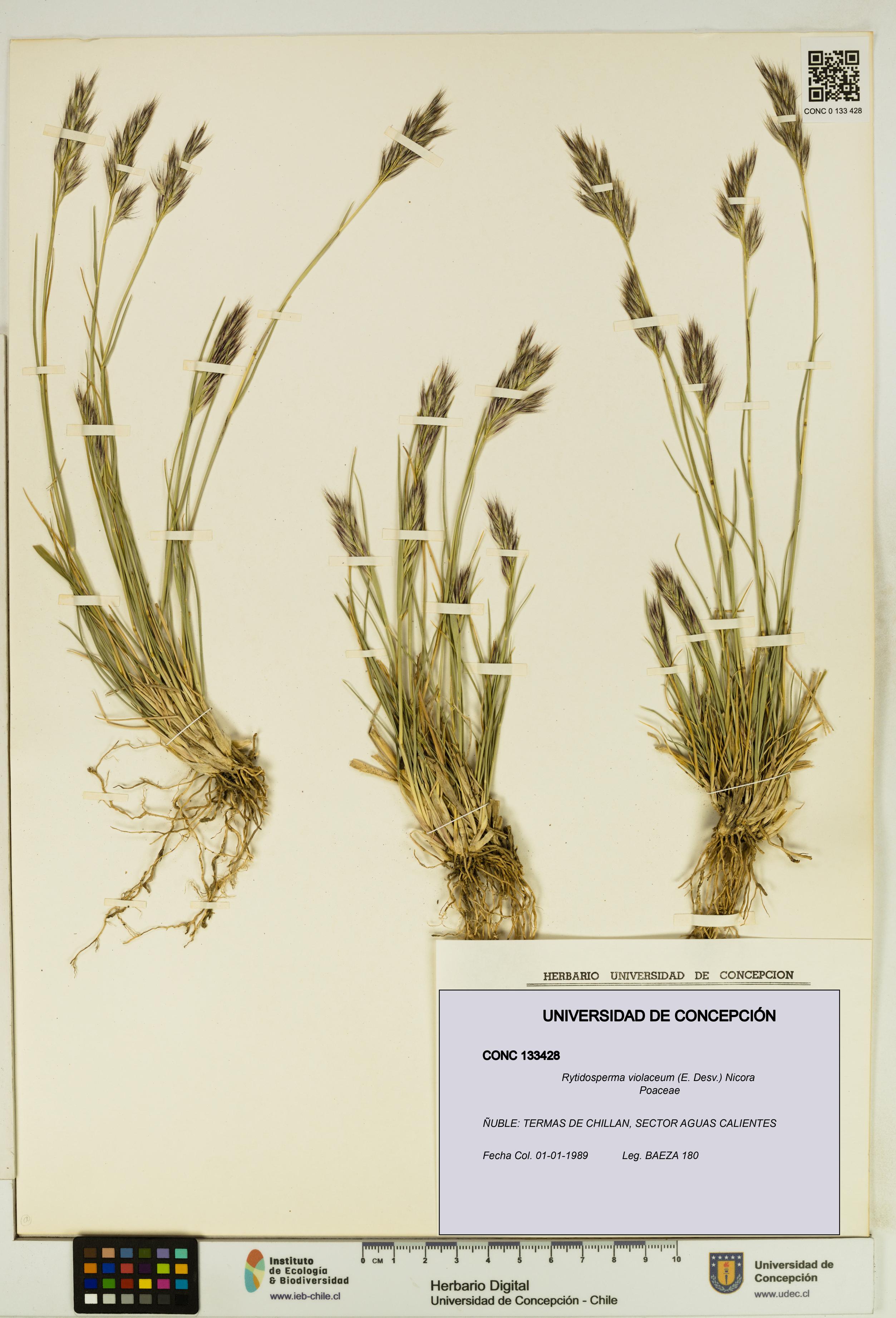 Rytidosperma violaceum [Espécimen: UDEC:CONC:0133428]