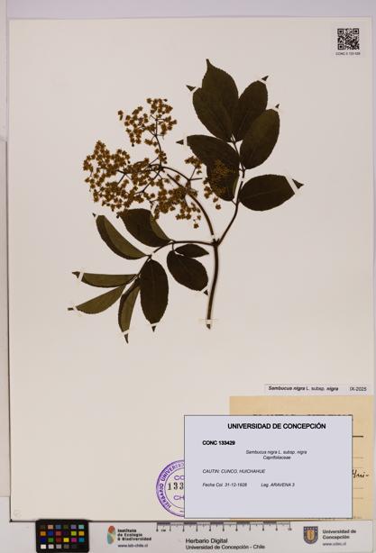 Sambucus nigra subsp. nigra [Espécimen: UDEC:CONC:0133429]