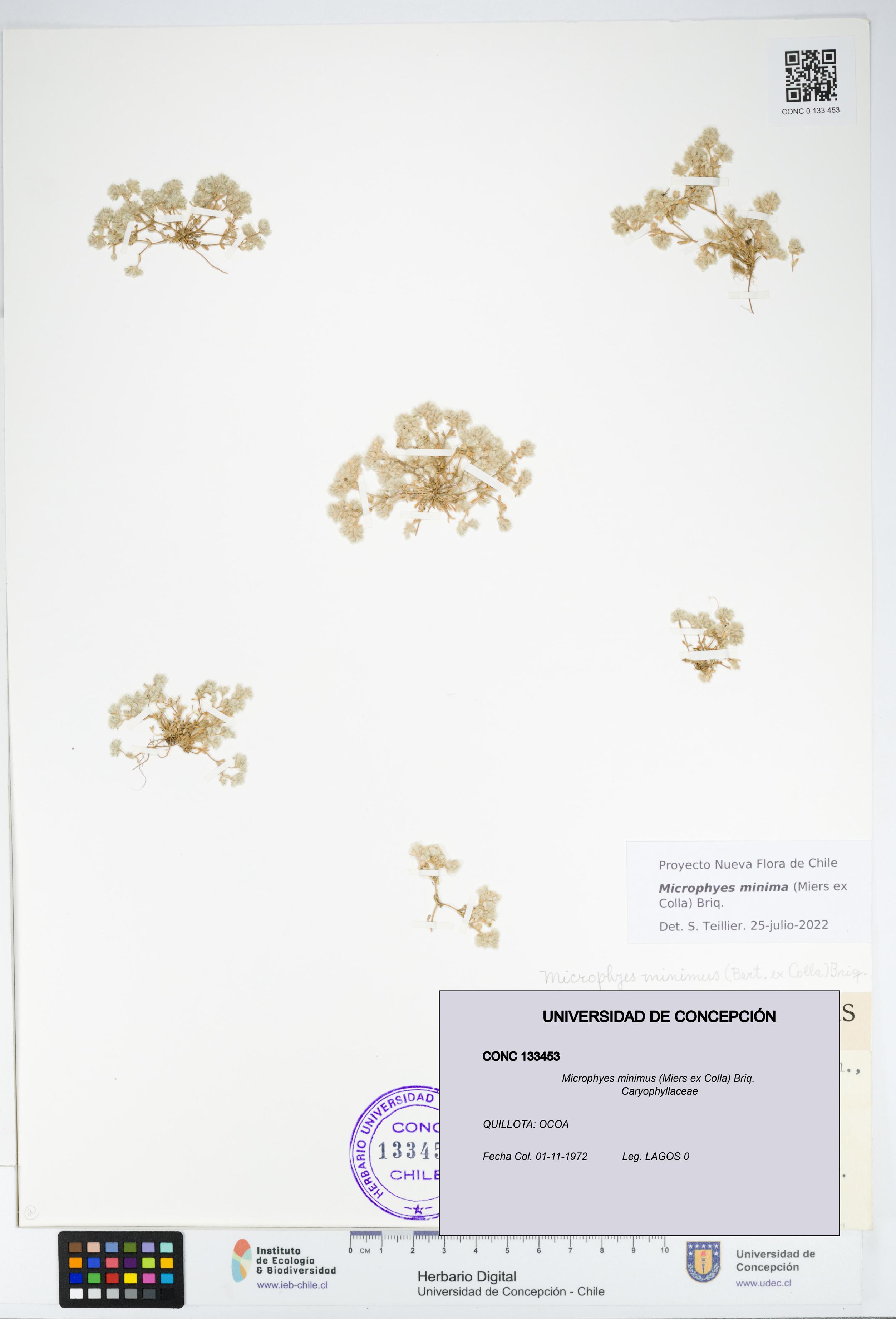 Microphyes minimus [Espécimen: ]