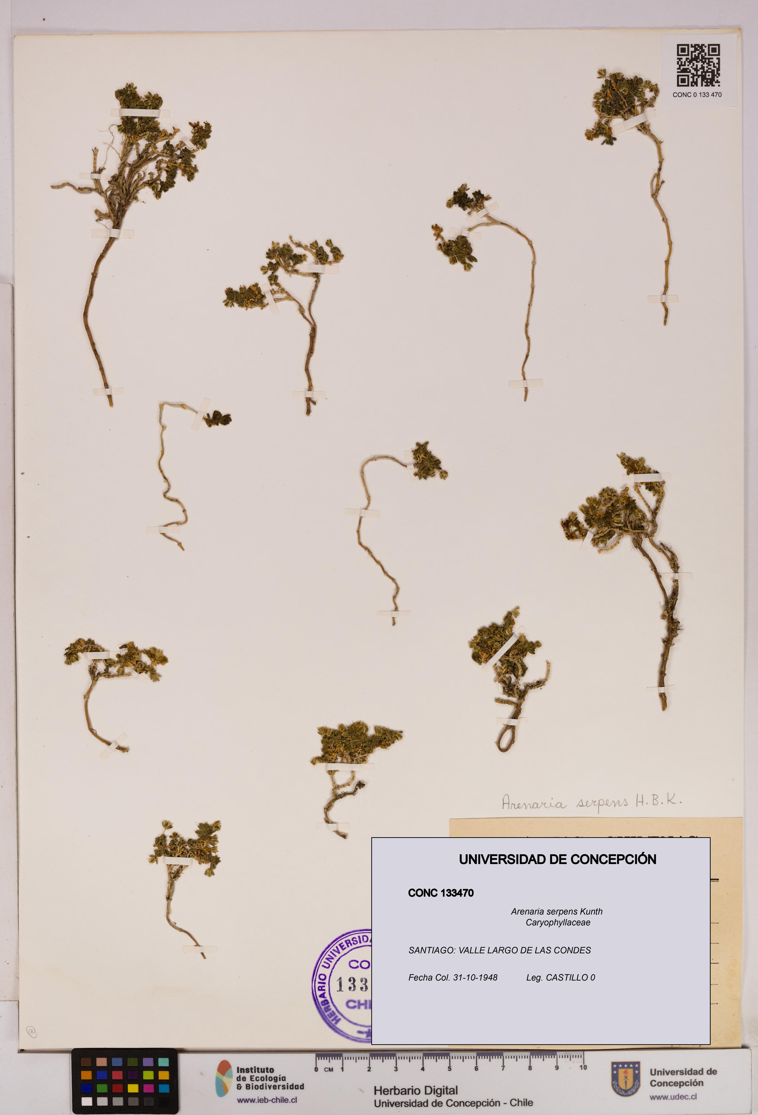 Arenaria serpens [Espécimen: UDEC:CONC:0133470]