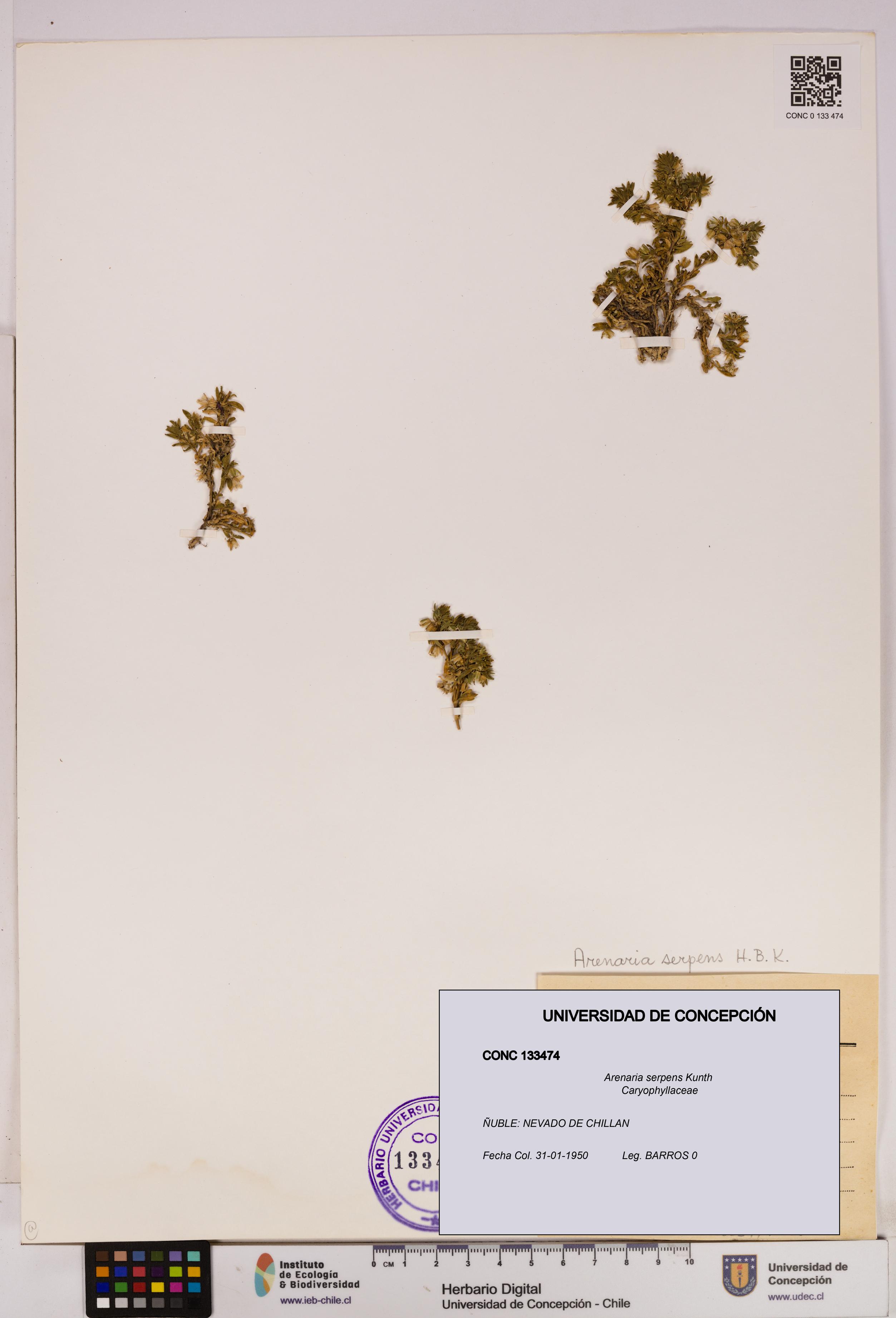 Arenaria serpens [Espécimen: UDEC:CONC:0133474]